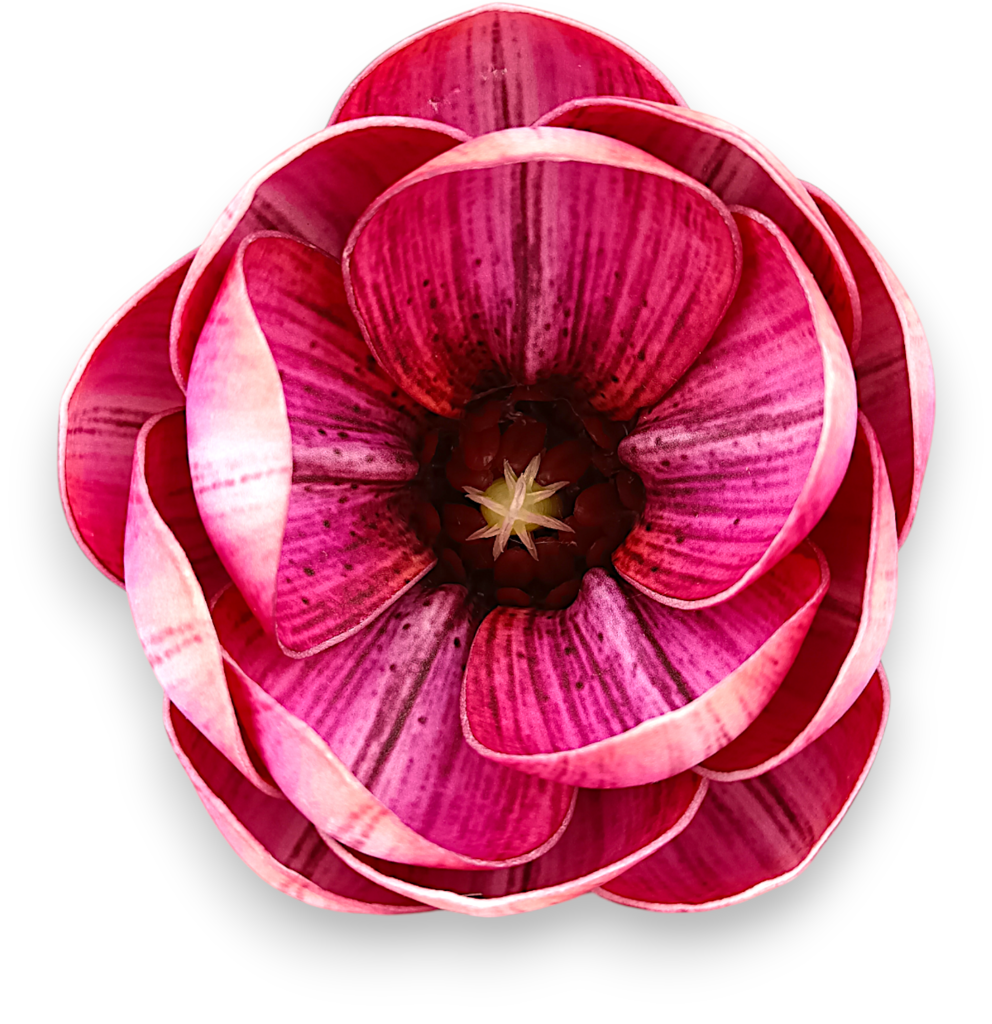 Magnolie Real Touch malinová