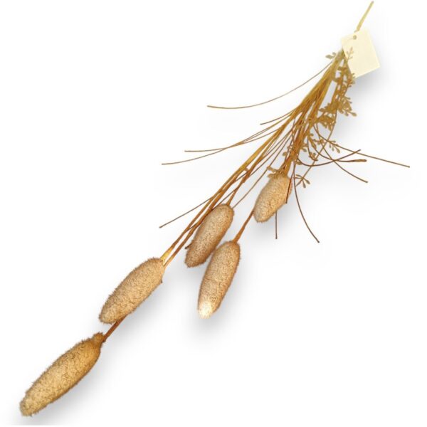 Lagurus – umělá tráva (zajícův ocas)