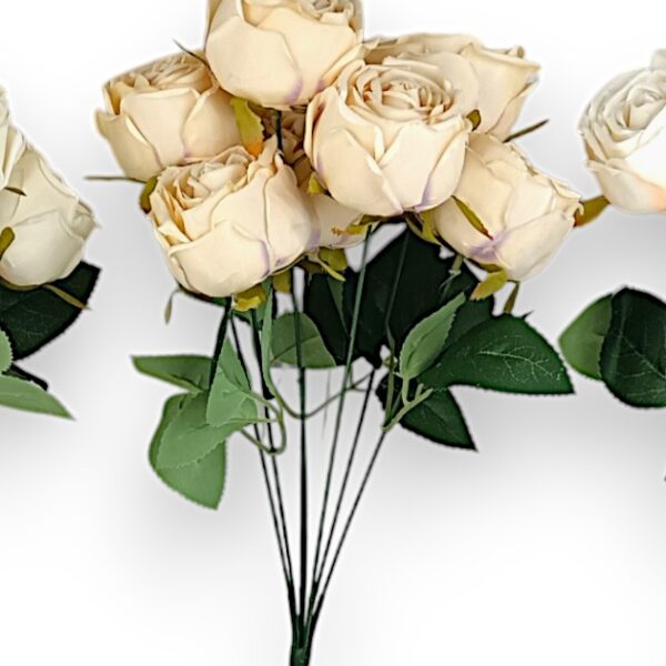 Růže pivoňka kapučíno