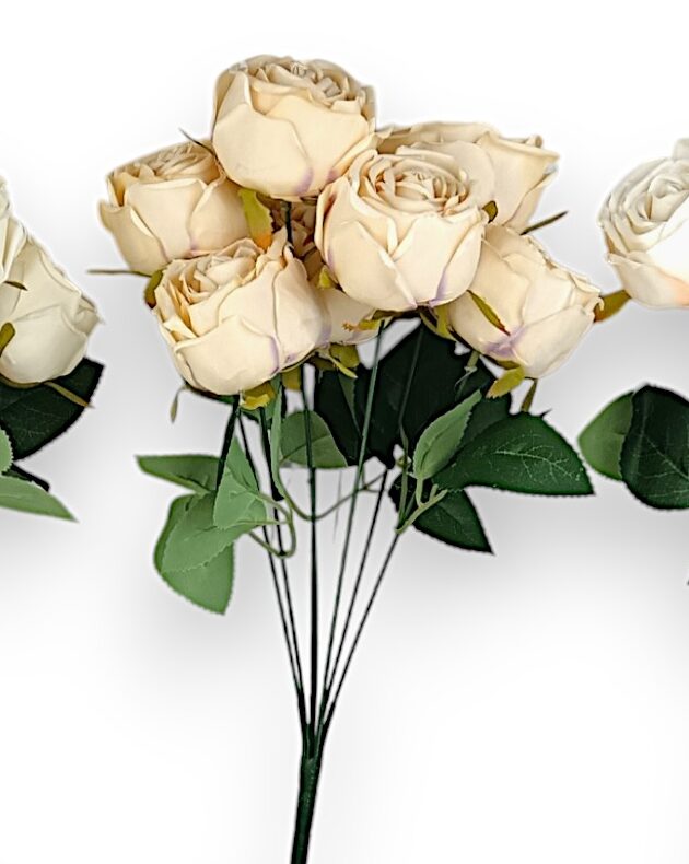 Růže pivoňka burgundská - Image 4