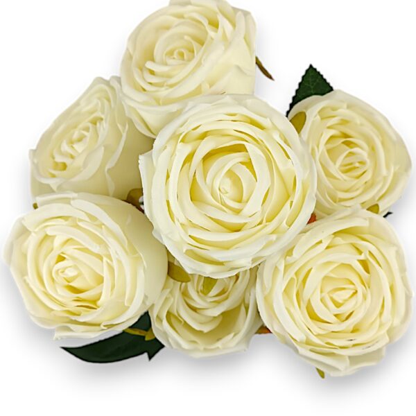 Růže pivoňka krémová