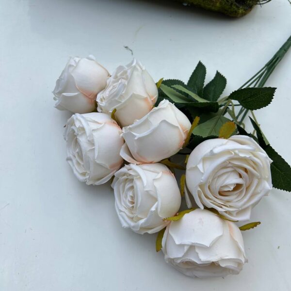 Růže pivoňka pudrová