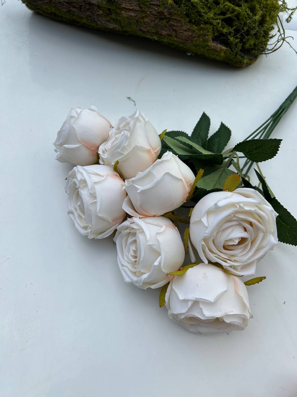 Růže pivoňka pudrová