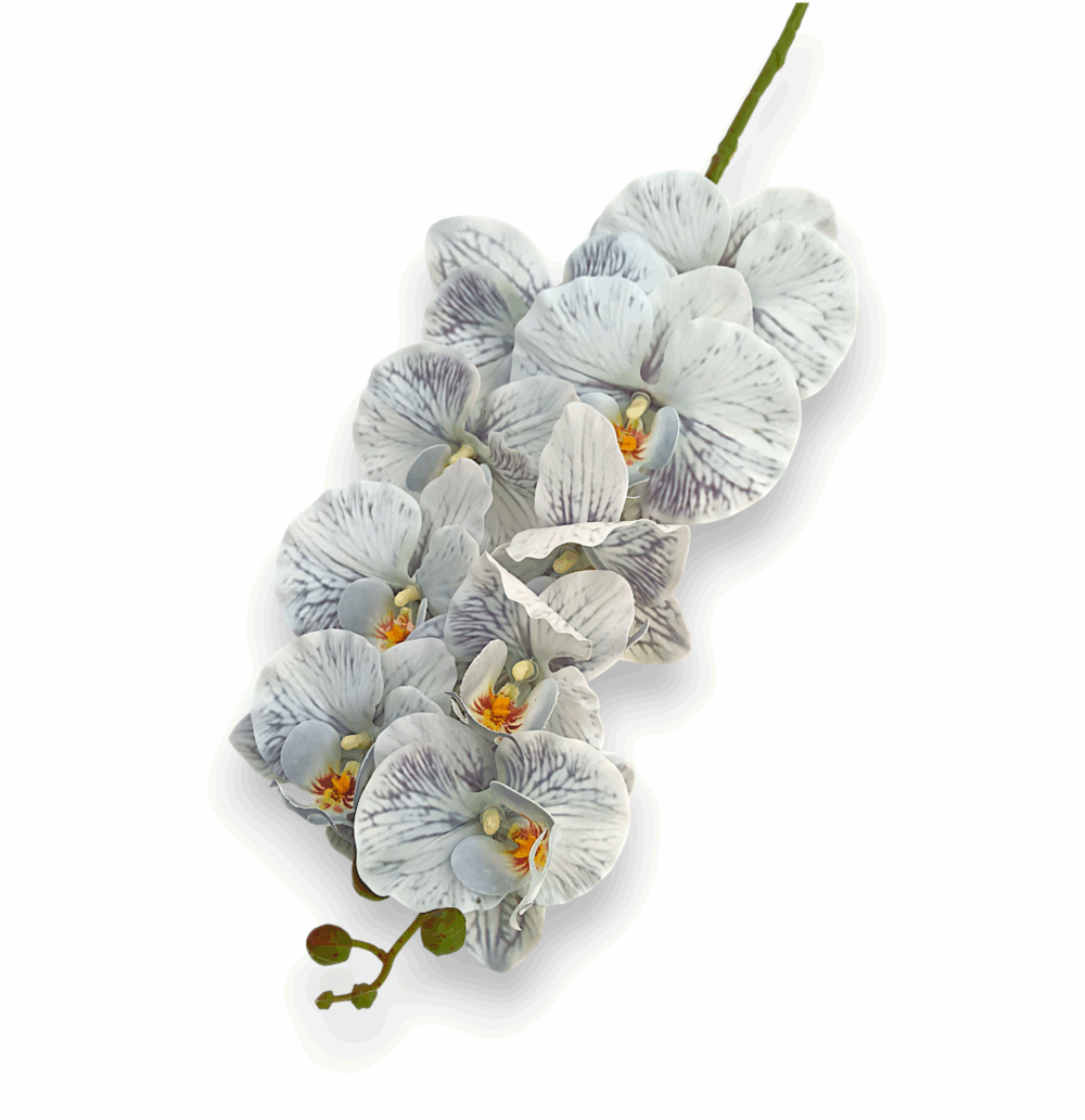 Královská orchidej šedo-modrá