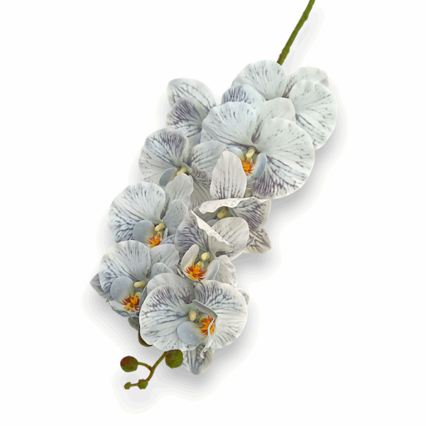 Královská orchidej šedo-modrá