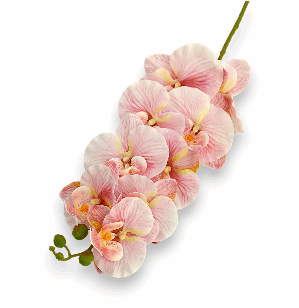 Královská orchidej růžová