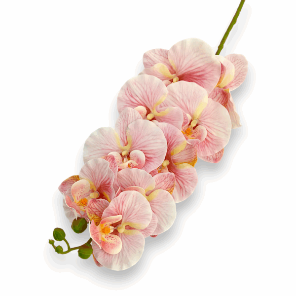 Královská orchidej růžová