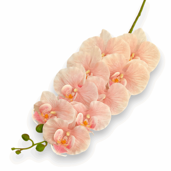 Královská orchidej meruňková