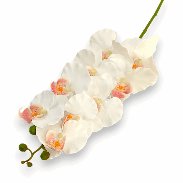 Královská orchidej bílo-meruňková