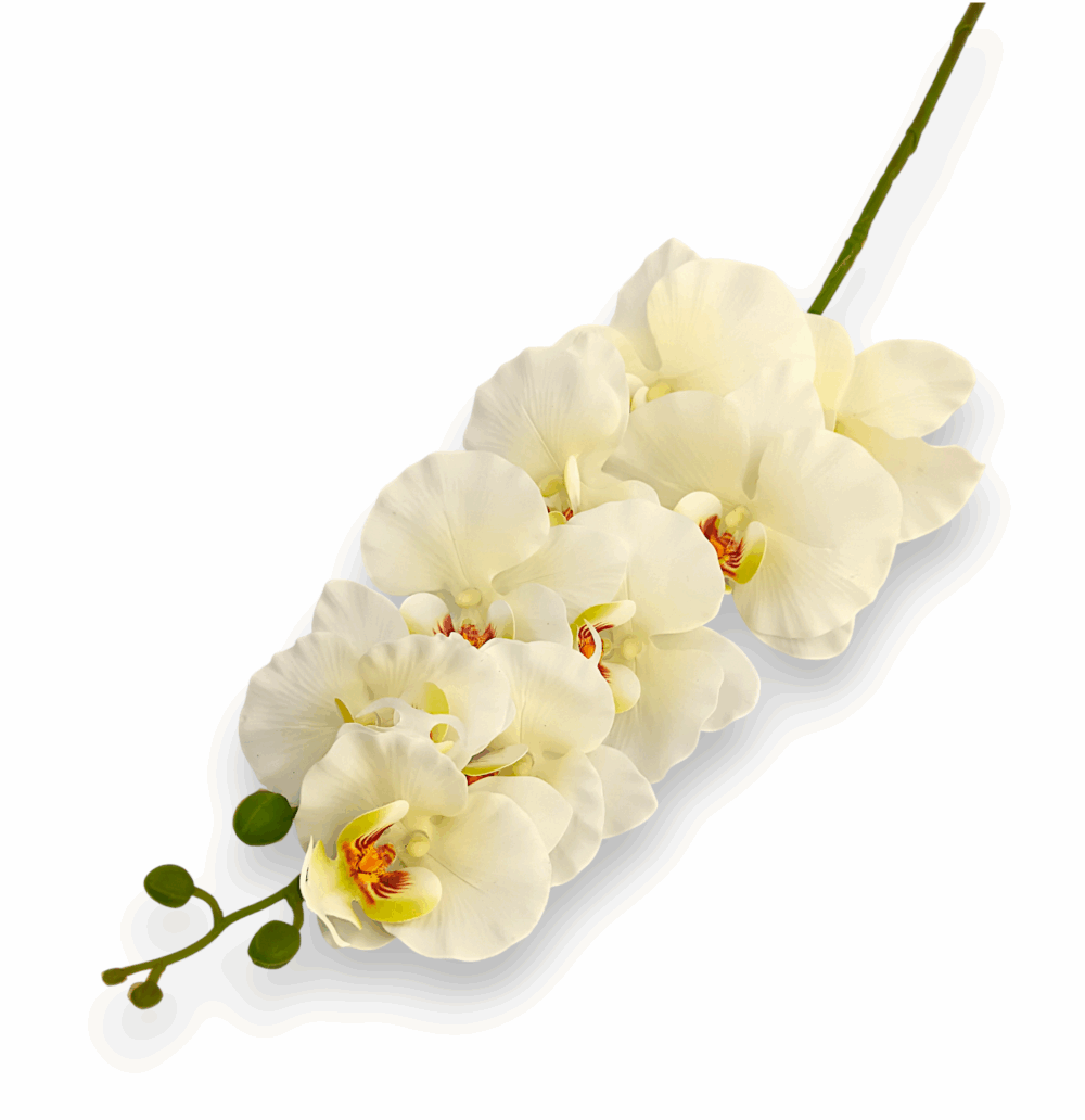 Královská orchidej krémová