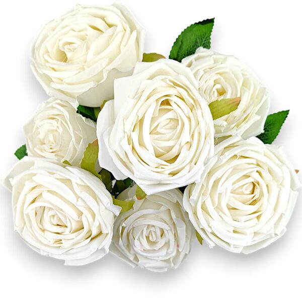 Růže pivoňka bílá