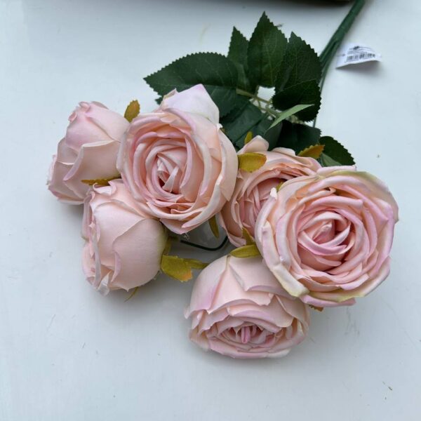 Růže pivoňka růžová