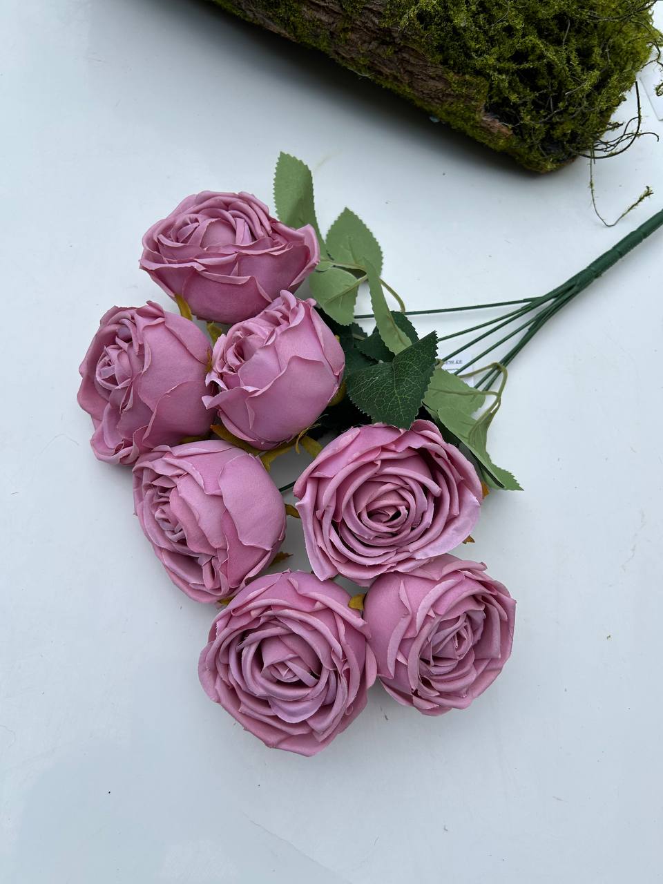 Růže pivoňka fialová