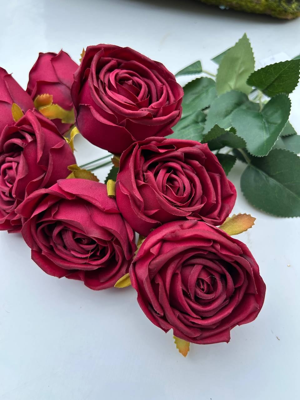 Růže pivoňka burgundská - Image 5