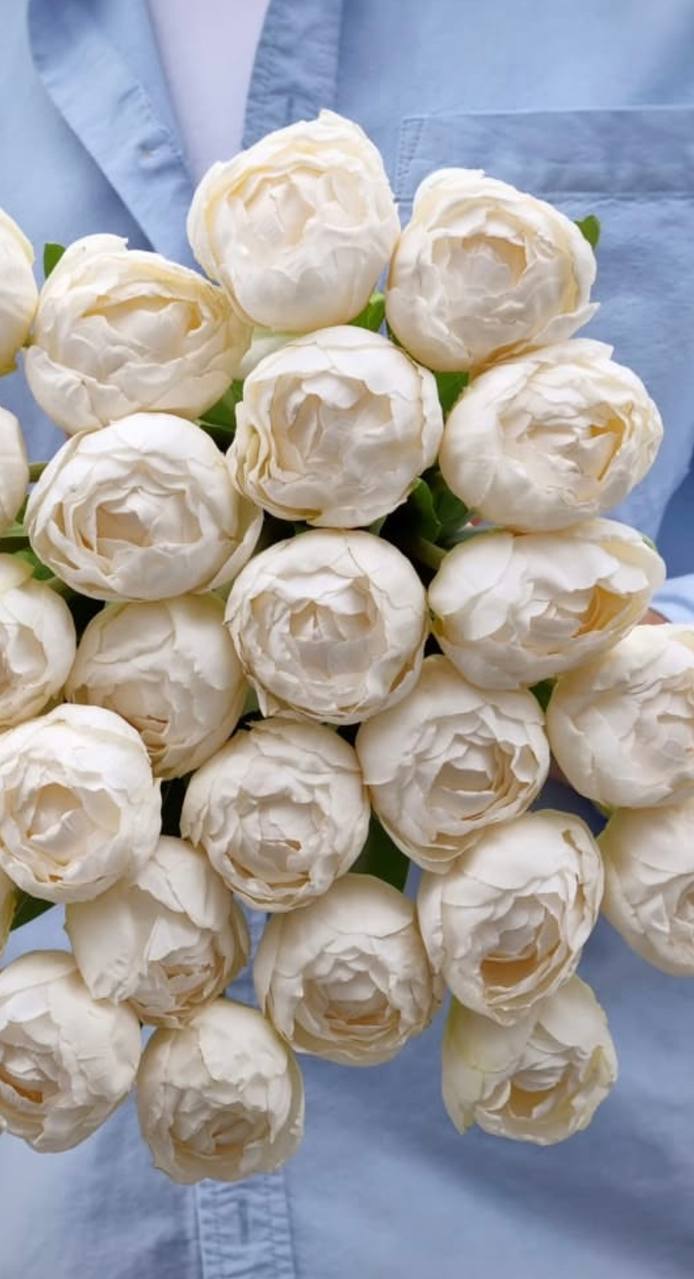 Pivoňkové tulipány bílá