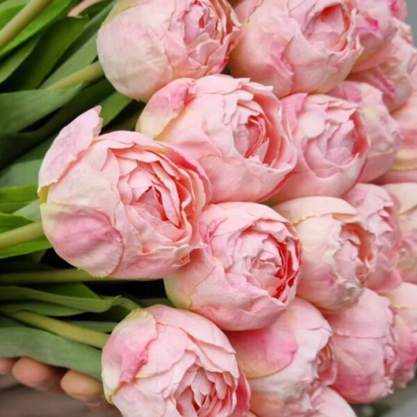 Pivoňkové tulipány růžová