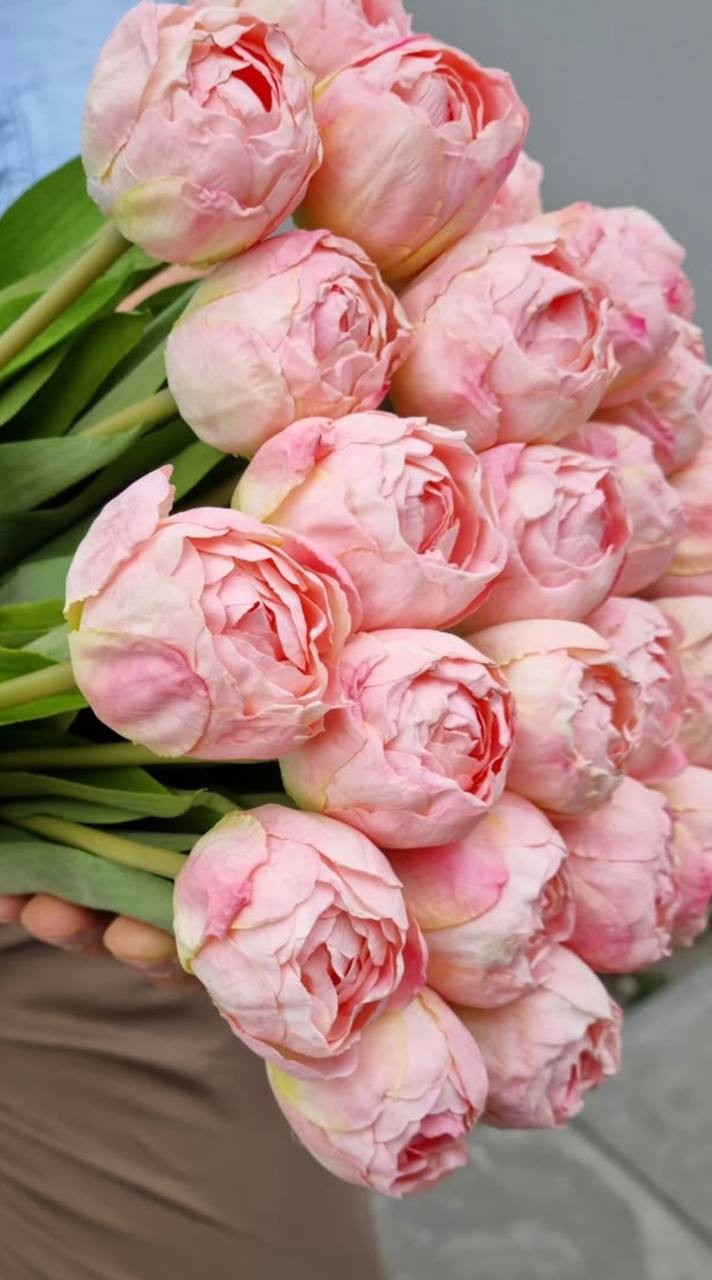 Pivoňkové tulipány růžová