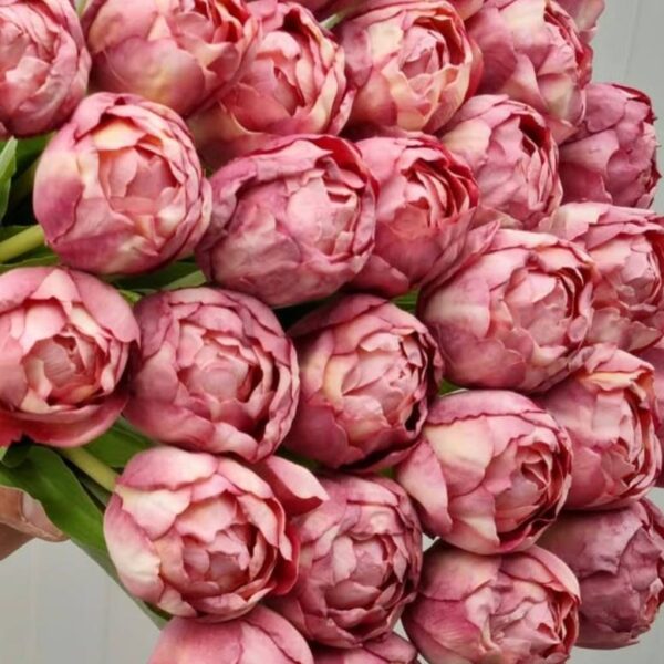 Pivoňkové tulipány růžová tmavá