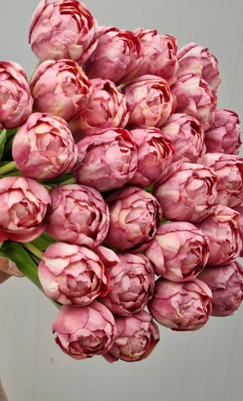 Pivoňkové tulipány růžová tmavá