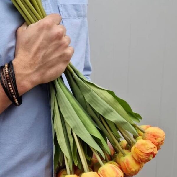 Pivoňkové tulipány – žluté