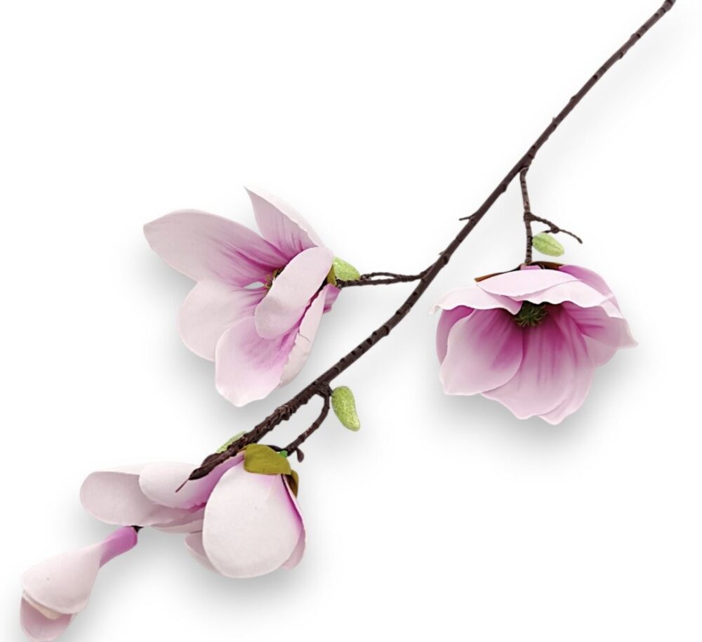 Magnolia King -větle růžová