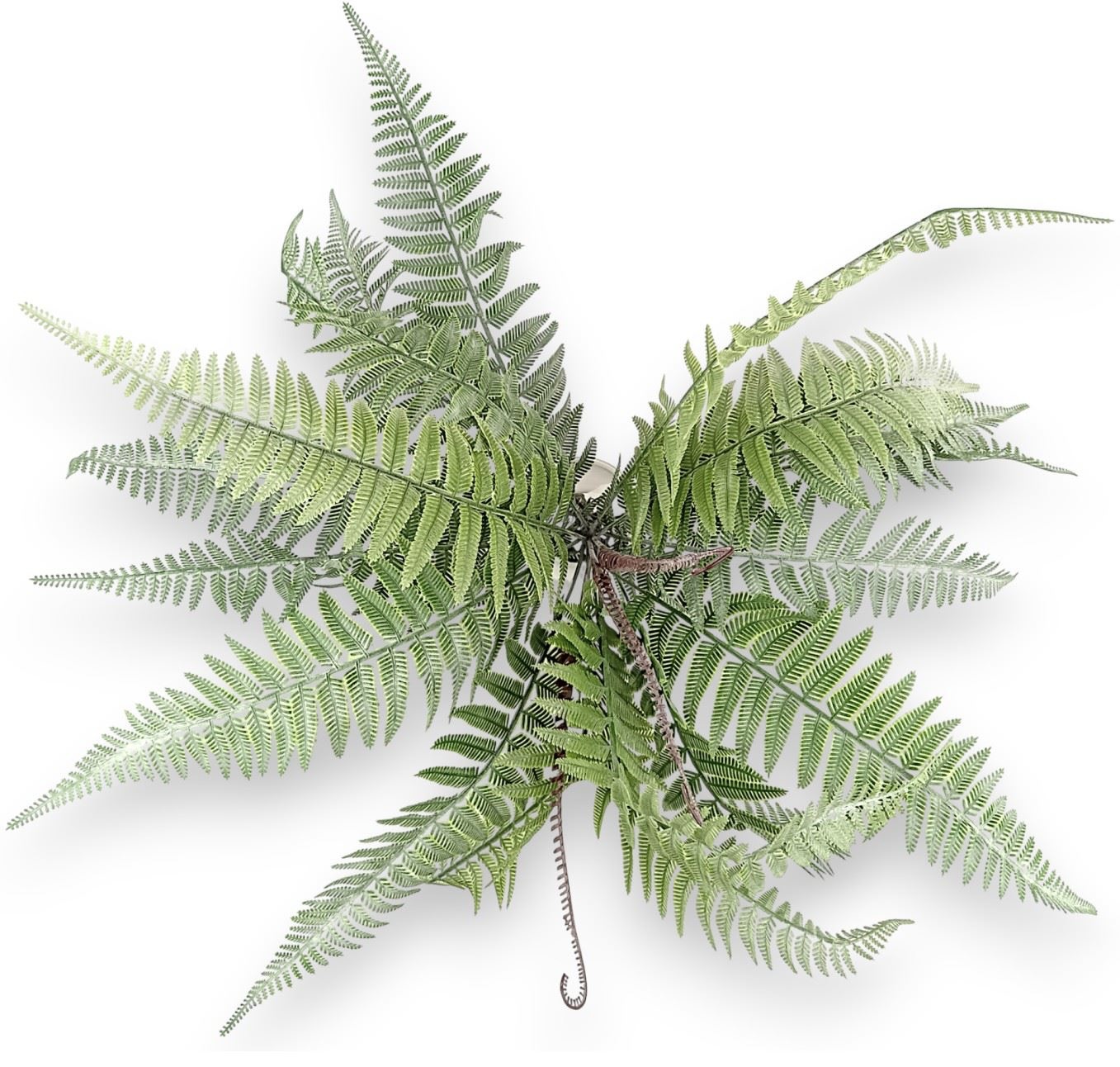 Umělá kapradina - Image 2