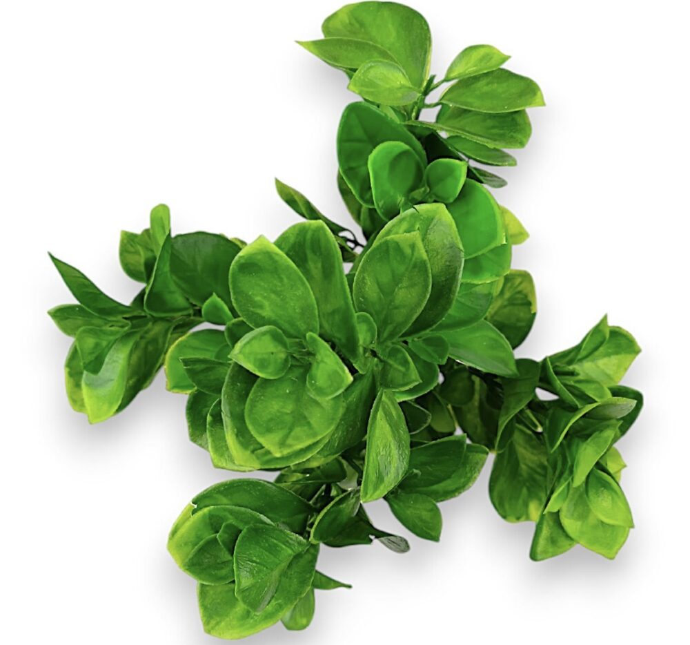 Větvička eukalyptus - Image 2